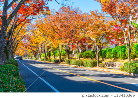 Autumn leaves on Keyaki Street in Korigaoka, Hirakata City 133430369