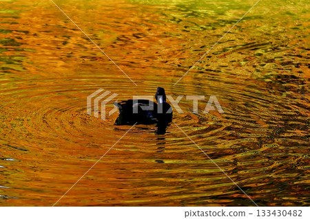 Ducks swimming on the water surface dyed with autumn leaves and ripples 133430482
