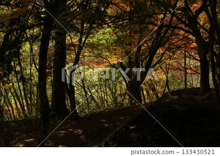 Four Seasons Walks: Winter, Koshihata Furusato Village, Autumn Leaves Four Seasons Walks: Winter, Koshihata Furusato Village, Autumn Leaves 133430521