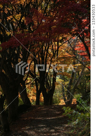 Four Seasons Walks: Winter, Koshihata Furusato Village, Autumn Leaves Four Seasons Walks: Winter, Koshihata Furusato Village, Autumn Leaves 133430533