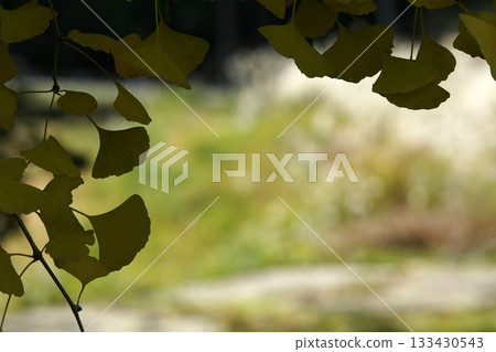 Four Seasons Walks: Winter, Koshihata Furusato Village, Autumn Leaves 133430543