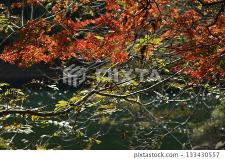 四季漫步：冬季、越畑故鄉、秋季賞楓 133430557