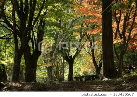Four Seasons Walks: Winter, Koshihata Furusato Village, Autumn Leaves Four Seasons Walks: Winter, Koshihata Furusato Village, Autumn Leaves 133430567