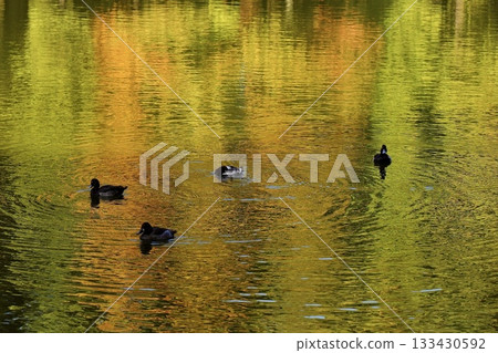 Ducks swimming in a pond with autumn leaves 133430592