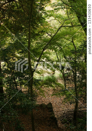 Tottori Shiki的步行秋天Ch訪Su訪神社 Tottori Shiki的步行秋天Ch訪Su訪神社 133430650