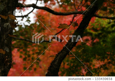 Tottori Shiki's Walk Autumn Chito Suwa Shrine 133430658