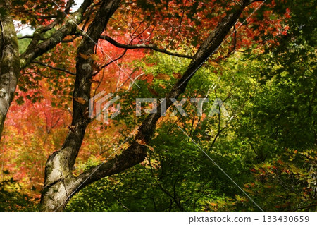 Tottori Shiki's Walk Autumn Chito Suwa Shrine 133430659