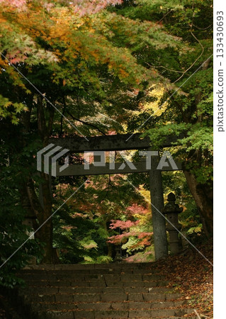 Tottori Shiki的步行秋天Ch訪Su訪神社 133430693