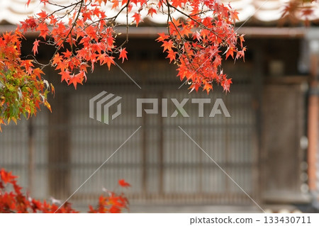 Tottori Shiki's Walk Autumn Chito Suwa Shrine Tottori Shiki's Walk Autumn Chito Suwa Shrine 133430711