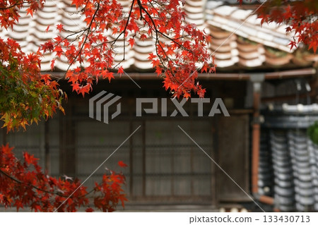 Tottori Shiki's Walk Autumn Chito Suwa Shrine Tottori Shiki's Walk Autumn Chito Suwa Shrine 133430713