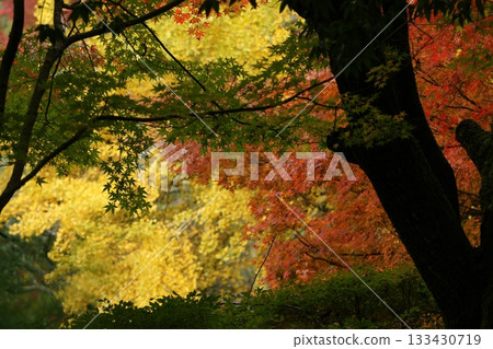 Tottori Shiki's Walk Autumn Chito Suwa Shrine Tottori Shiki's Walk Autumn Chito Suwa Shrine 133430719