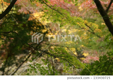 Tottori Shiki's Walk Autumn Chito Suwa Shrine 133430725