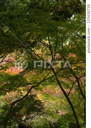 Tottori Shiki's Walk Autumn Chito Suwa Shrine 133430726