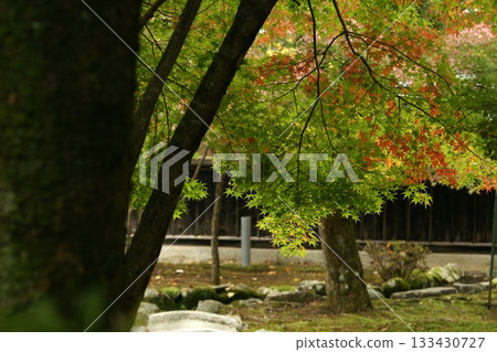 Tottori Shiki's Walk Autumn Chito Suwa Shrine 133430727