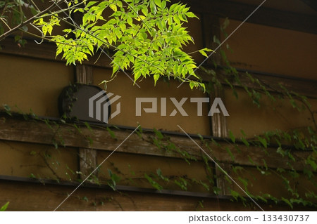 Tottori Shiki的步行秋天Ch訪Su訪神社 133430737