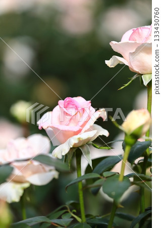 Roses in full bloom, vertical position 133430760