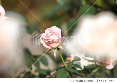 盛開的玫瑰 133430762