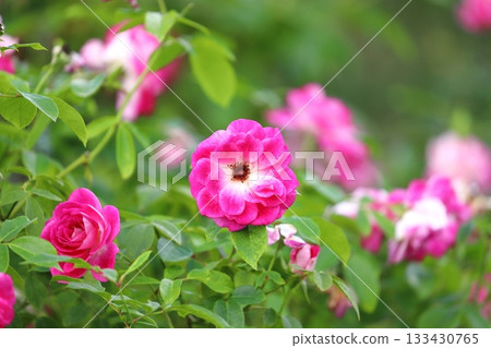 Roses in full bloom 133430765