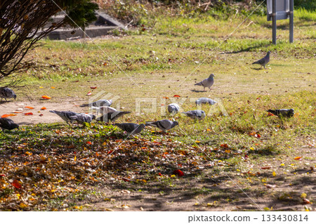 Pigeons gathering in a park on a sunny day Pigeons gathering in a park on a sunny day 133430814
