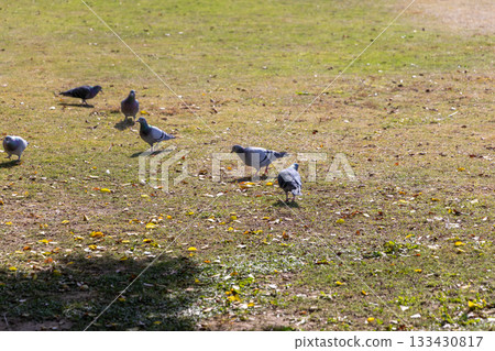 Pigeons gathering in a park on a sunny day Pigeons gathering in a park on a sunny day 133430817