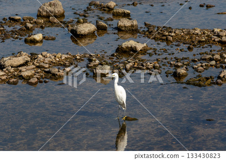 A lone egret standing in shallow water 133430823