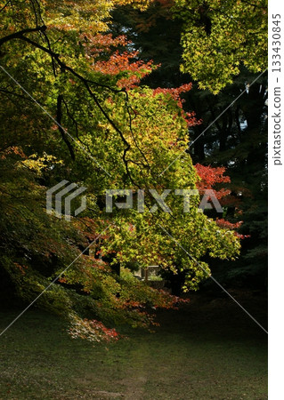 Tottori Shiki的步行秋天Ch訪Su訪神社 Tottori Shiki的步行秋天Ch訪Su訪神社 133430845