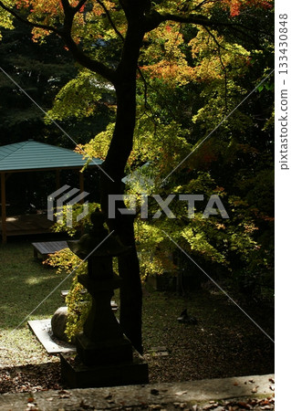 Tottori Shiki's Walk Autumn Chito Suwa Shrine 133430848