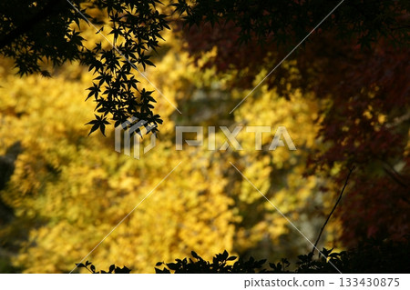 Tottori Shiki的步行秋天Ch訪Su訪神社 Tottori Shiki的步行秋天Ch訪Su訪神社 133430875