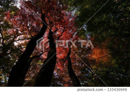 Tottori Shiki's Walk Autumn Chito Suwa Shrine Tottori Shiki's Walk Autumn Chito Suwa Shrine 133430949