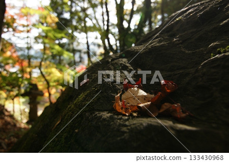 Tottori Shiki的步行秋天Ch訪Su訪神社 133430968