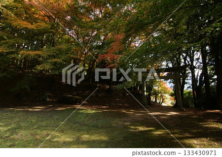 Tottori Shiki's Walk Autumn Chito Suwa Shrine Tottori Shiki's Walk Autumn Chito Suwa Shrine 133430971