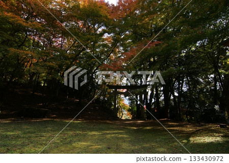Tottori Shiki's Walk Autumn Chito Suwa Shrine 133430972