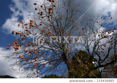 Tottori Shiki的步行秋天Ch訪Su訪神社 133430985