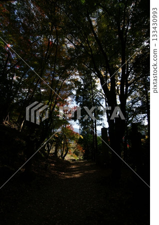 Tottori Shiki's Walk Autumn Chito Suwa Shrine Tottori Shiki's Walk Autumn Chito Suwa Shrine 133430993