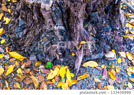 腐爛的樹樁和落葉 腐爛的樹樁和落葉 133430999