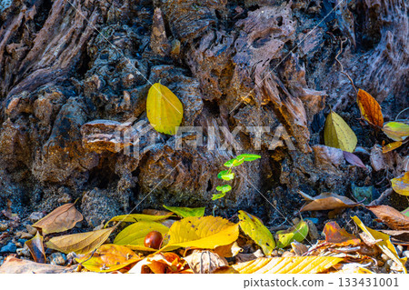 腐爛的樹樁和落葉 腐爛的樹樁和落葉 133431001