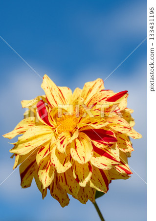 Close-up of colorful dahlias 133431196