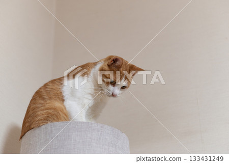 A cat relaxing on top of a cat tower, brown tabby and white A cat relaxing on top of a cat tower, brown tabby and white 133431249