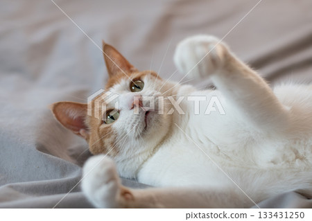 一隻貓在玩玩具棕色老虎白色 133431250