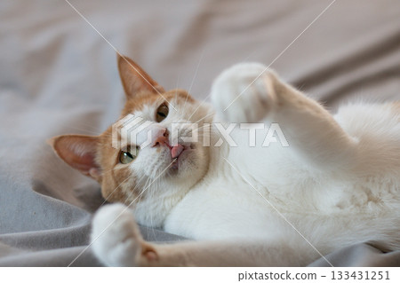 一隻貓在玩玩具棕色老虎白色 一隻貓在玩玩具棕色老虎白色 133431251