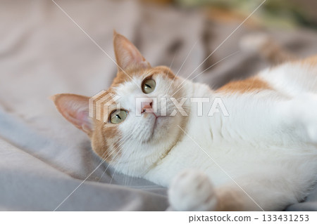 A cat playing with a toy Brown tiger white A cat playing with a toy Brown tiger white 133431253