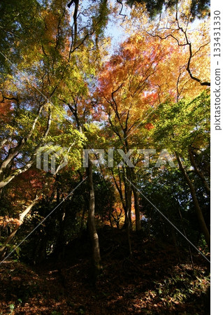 Tottori Shiki's Walk Autumn Chito Suwa Shrine Tottori Shiki's Walk Autumn Chito Suwa Shrine 133431330