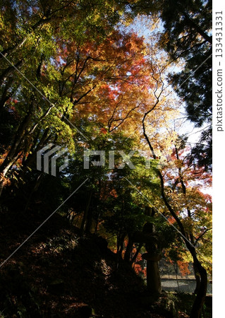 Tottori Shiki的步行秋天Ch訪Su訪神社 133431331