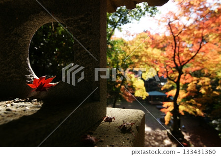 Tottori Shiki's Walk Autumn Chito Suwa Shrine Tottori Shiki's Walk Autumn Chito Suwa Shrine 133431360