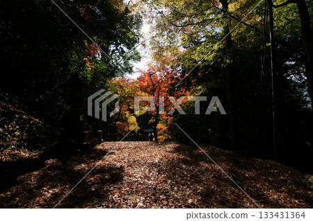 Tottori Shiki的步行秋天Ch訪Su訪神社 133431364