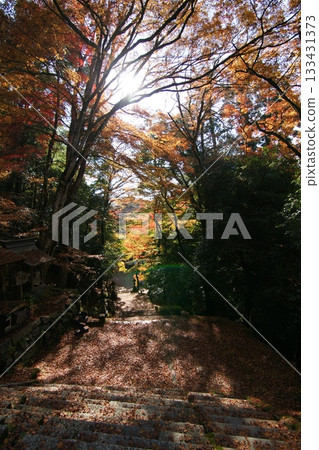 Tottori Shiki的步行秋天Ch訪Su訪神社 Tottori Shiki的步行秋天Ch訪Su訪神社 133431373