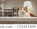 Cat standing in front of a light 133431409