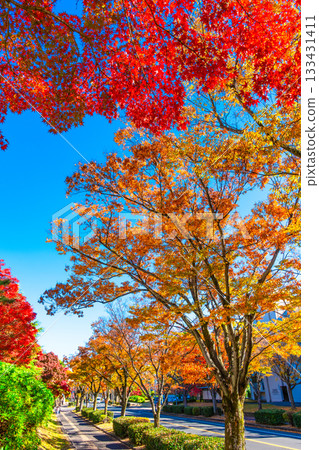Autumn leaves on Keyaki Street in Korigaoka, Hirakata City Autumn leaves on Keyaki Street in Korigaoka, Hirakata City 133431411