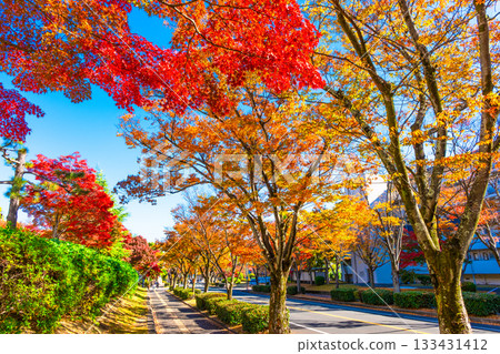 Autumn leaves on Keyaki Street in Korigaoka, Hirakata City Autumn leaves on Keyaki Street in Korigaoka, Hirakata City 133431412