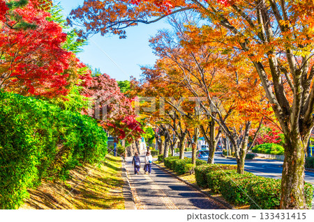Autumn leaves on Keyaki Street in Korigaoka, Hirakata City 133431415